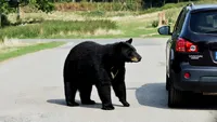 Câți bani a primit familia unui bărbat ucis de urs, în județul Mureș. Era la pescuit când a fost atacat