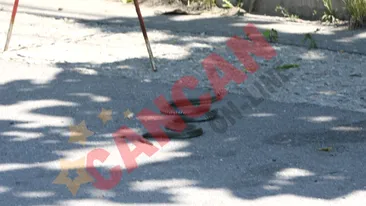 Reptila fotografiata printre vilele din cartierul Pipera