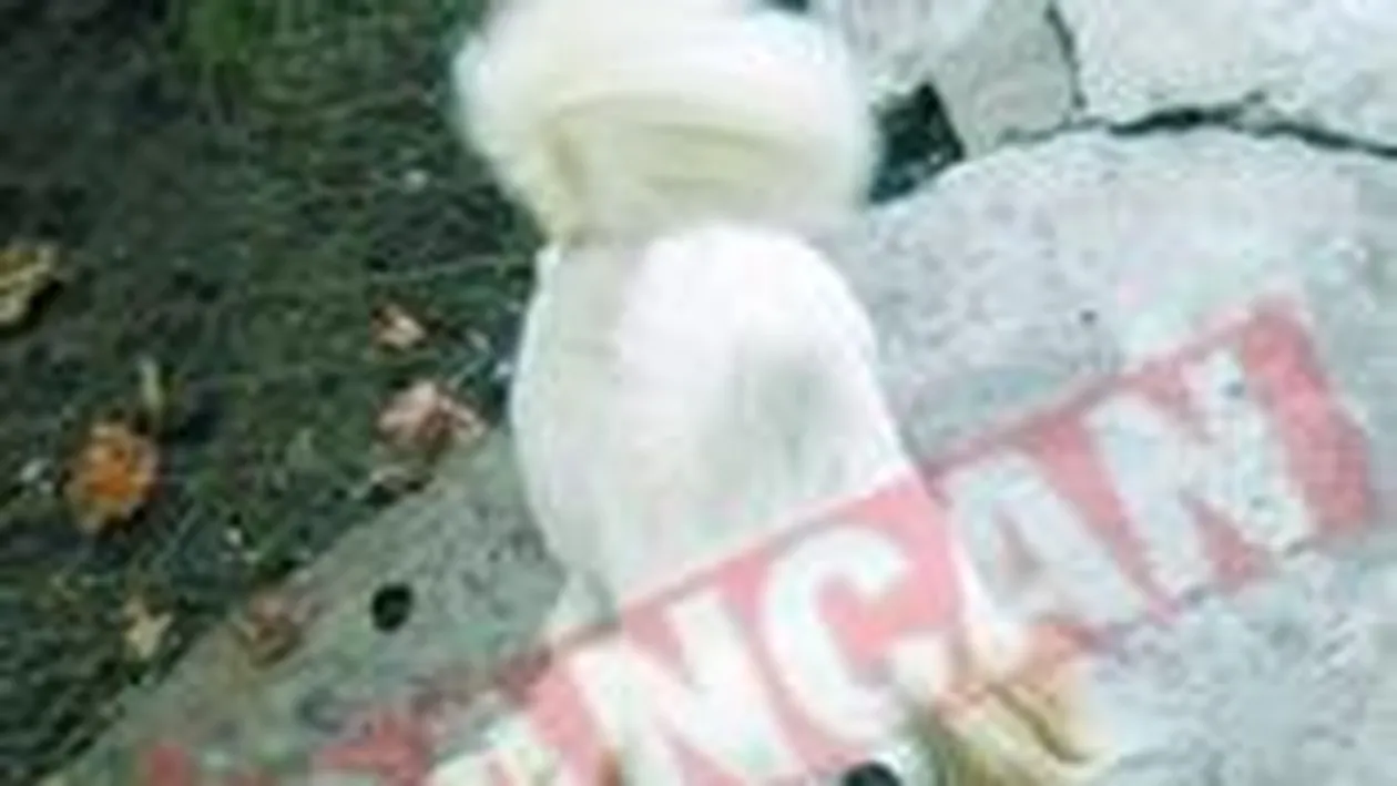 Microbista Iris, cea mai dragalasa catelusa a saptamanii