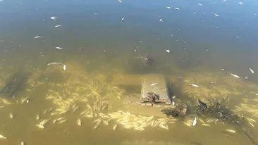 Imagini apocaliptice pe Lacul Morii din Capitală. Sute de peşti morţi pe fundul apei şi păsări moarte pe mal