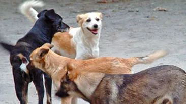 Uite cum trebuie sa te aperi de cainii comunitari!