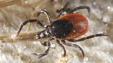 Un iesean de 24 de ani a fost muscat de penis de o capusa! A fost operat de urgenta!