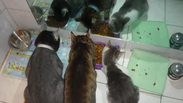 Alunga energiile negative din casa cu ajutorul pisicilor. N-ai sa crezi cate feline gazduieste Monica Tatoiu!