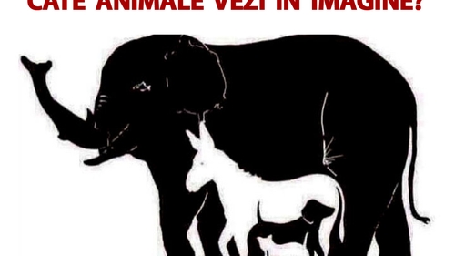 Testul IQ care îți spune cât de deștept ești: Câte animale vezi în imagine?!