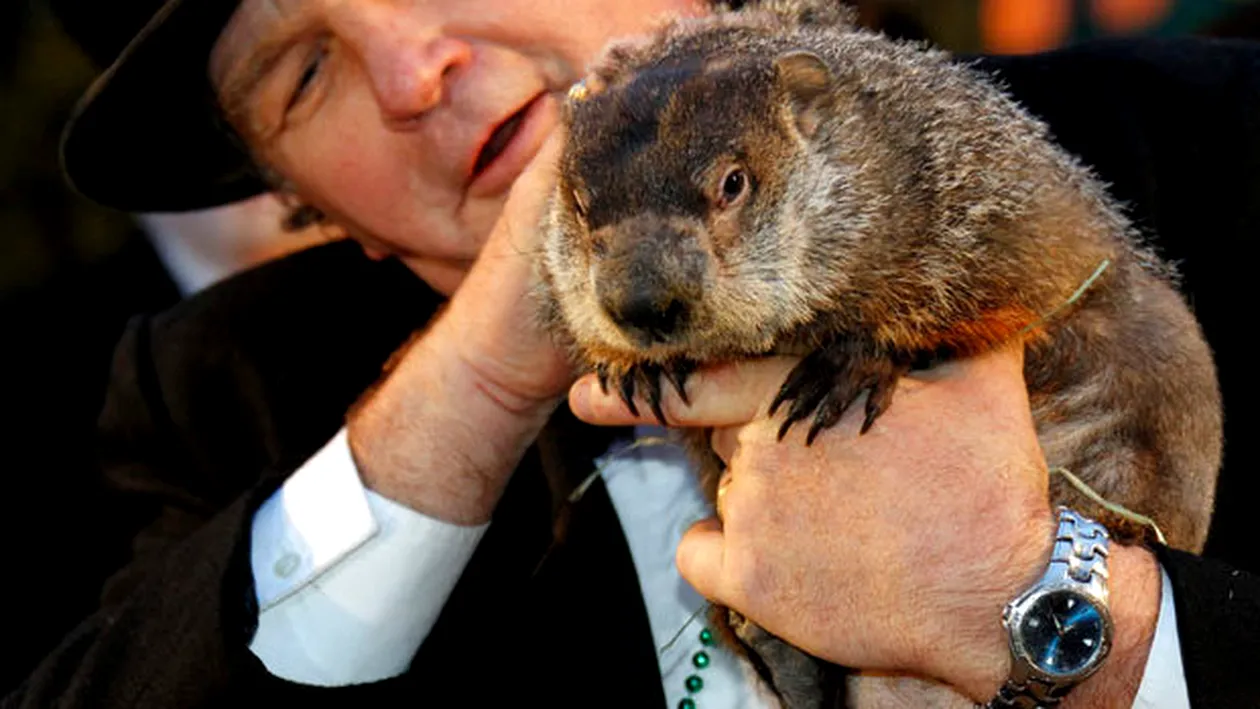 Astăzi se sărbătoreşte celebra „Groundhog Day“. Iată ce se va întâmpla şi ce înseamnă de fapt „Ziua Marmotei“