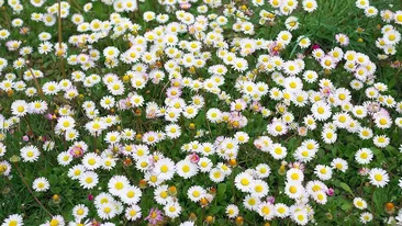 Prognoza meteo 19 aprilie: Vreme caldă și frumoasă în toată țara