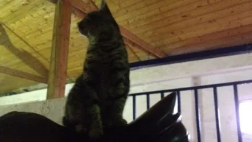 Prietenie inedita! Nu o sa-ti vina sa crezi ce ii face un cal unei pisici! Imaginile au fost realizare in Romania