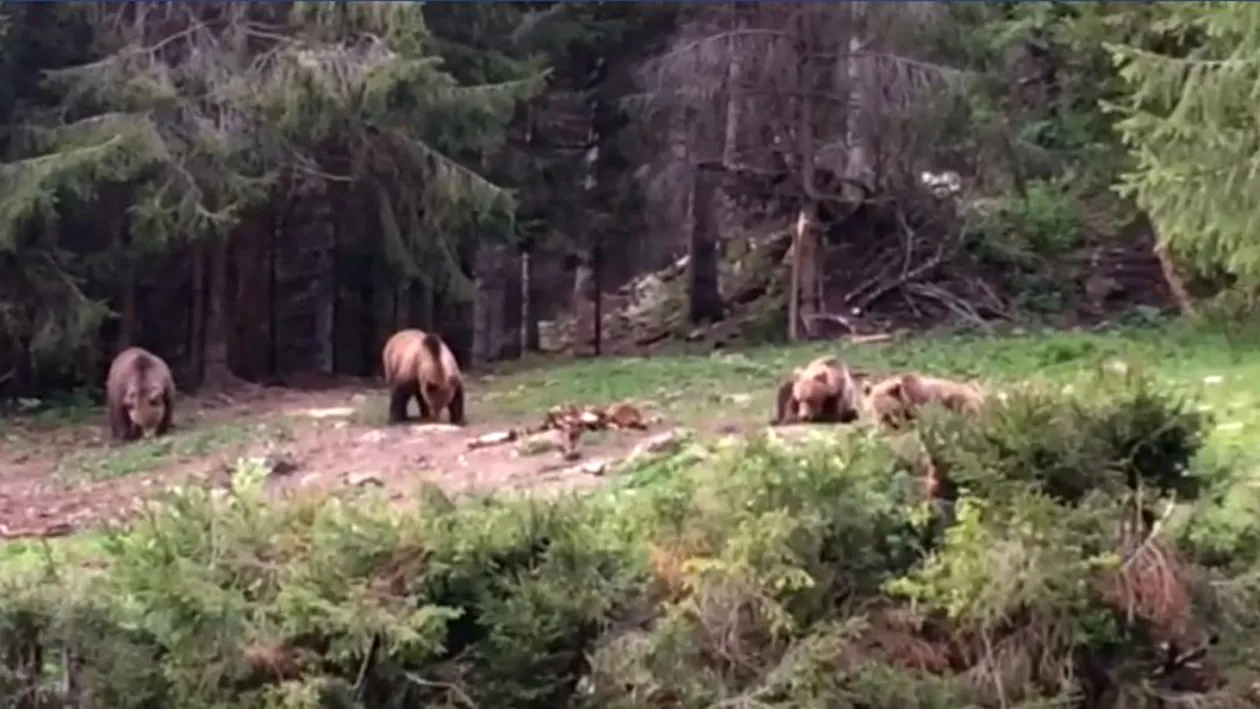 Imagini senzaționale la Suceava: 4 urși, ieșiți din pădure să mănânce, filmați de angajații Romsilva VIDEO
