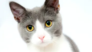 Animalele de companie și sănătatea: Cum ar putea pisicile ajuta oamenii în lupta cu cancerul