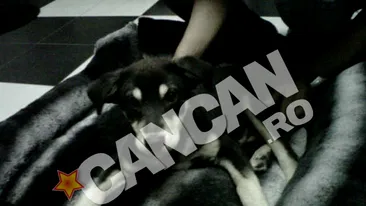 Zavo nu face economie cand vine vorba despre copiii ei. A cheltuit 1.200 de euro pe doua canapelute din blana de chinchilla pentru Marty sI maidanezul Tyson