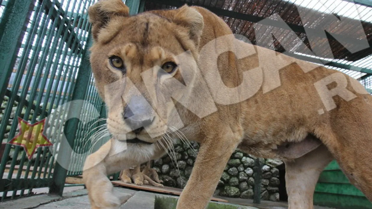 Blonda care l-ar face invidios pe Nutu Camataru! Se ocupa de fiare...la propriu si la figurat!