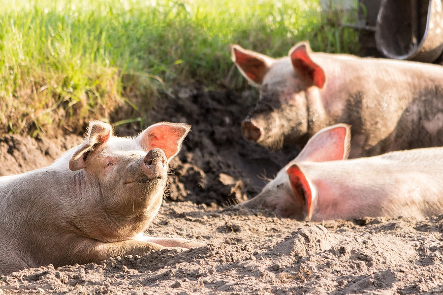 Pestă porcină africană/foto: Pixabay