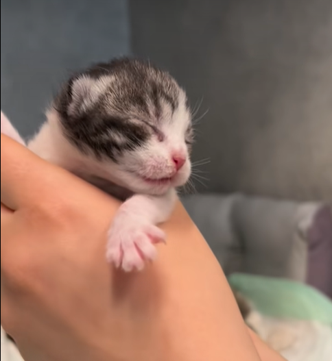 O pisică a mers singură la veterinar să nască / Foto: Facebook