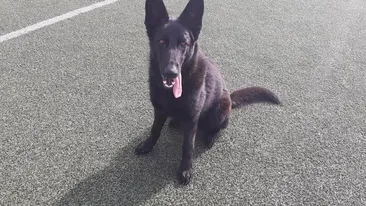 Gruparea Mobilă de Jandarmi şi-a achiziţionat trei câini de serviciu