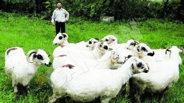 Ei sunt Mister Cioban si Mister Berbec