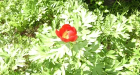 Galerie foto - poza 1