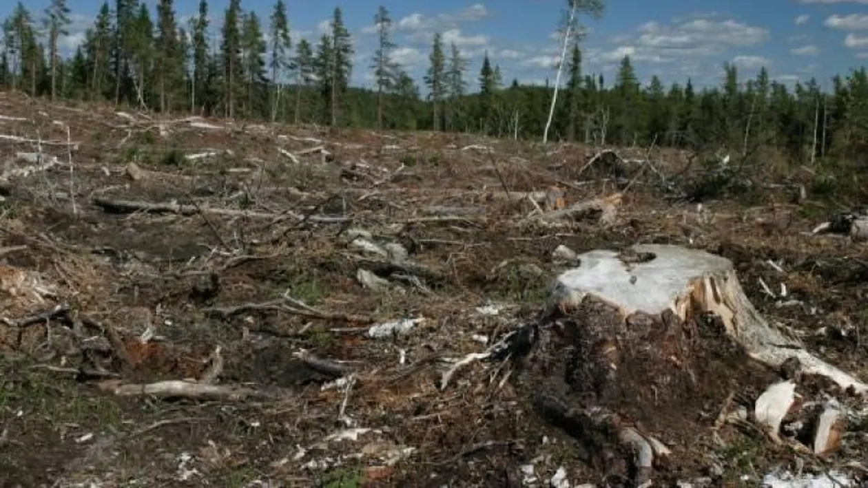 11 suspecţi reţinuţi în Argeş pentru tăieri ilegale şi furt 