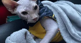 Galerie foto - poza 3