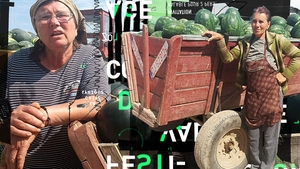 Cultivatorii din Dăbuleni au ajuns să vândă celebrii pepeni la prețuri de nimic. „Pentru noi, ţăranii, munca e de ocnaş..."