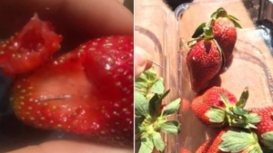 Descoperire înspăimântătoare! Ace de cusut ascunse în căpșune vândute la supermarket