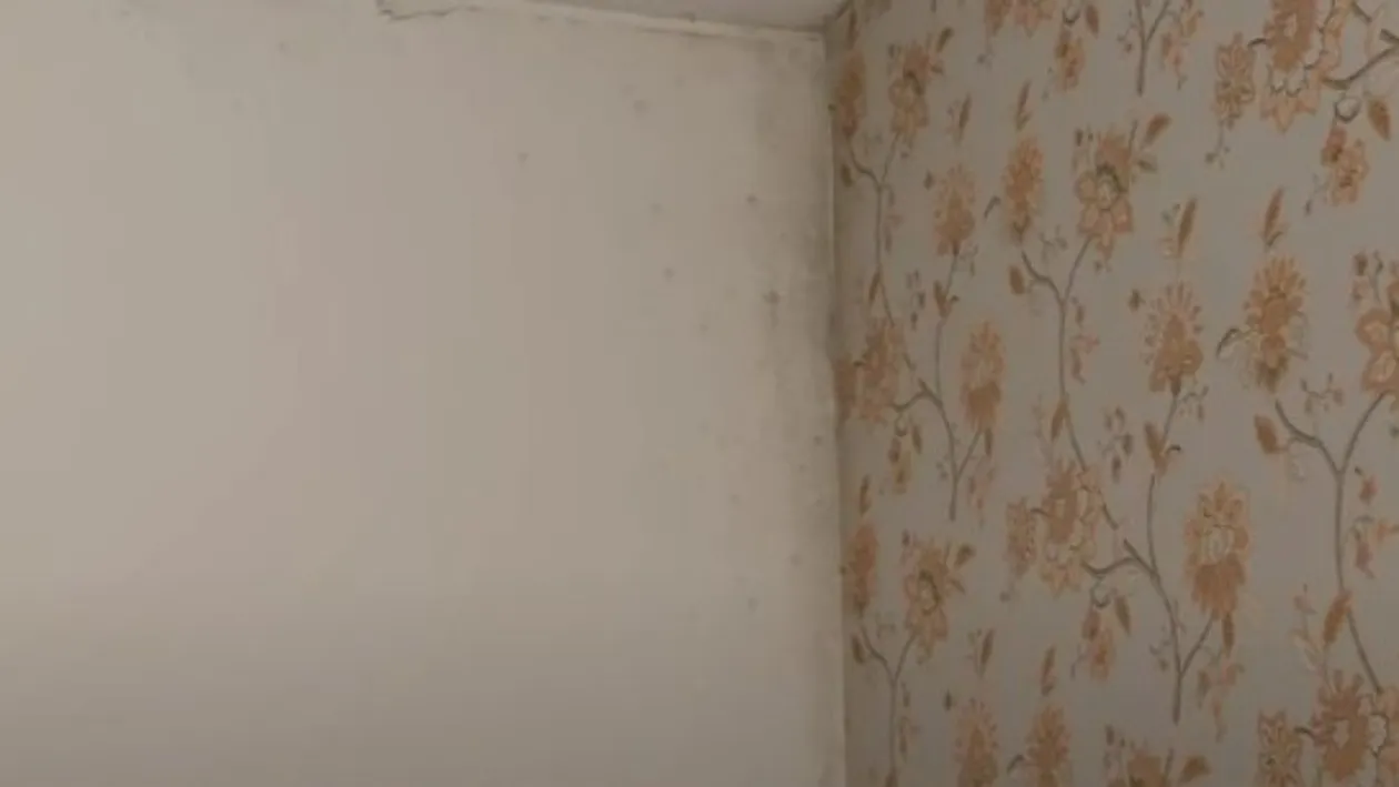 Cum să scapi de mucegaiul din casă fără să folosești produse scumpe. Alternativa pentru cei care au copii și animale de companie