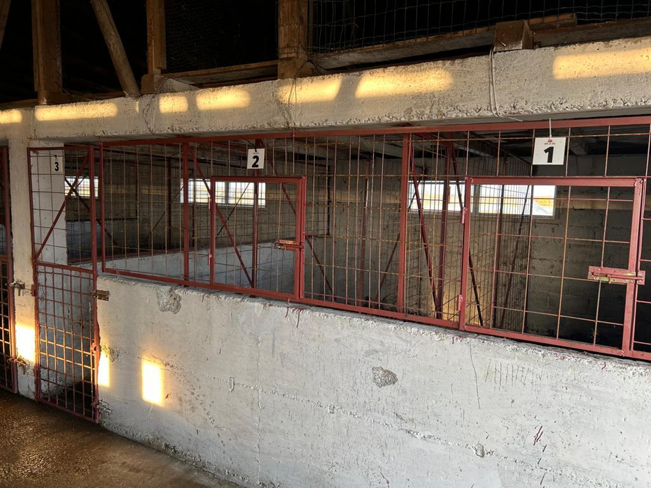 Ce au descoperit polițiștii la descinderea în adăpostul din Suraia, județul Vrancea. Iubitorii de animale fac acuzații grave la adresa medicului veterinar