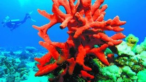 Buretii de mare seamana cu oamenii