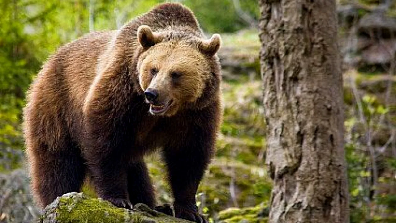 Două persoane, tată şi fiu, au fost atacate de o ursoaică în Dâmboviţa. Animalul a devenit agresiv din senin