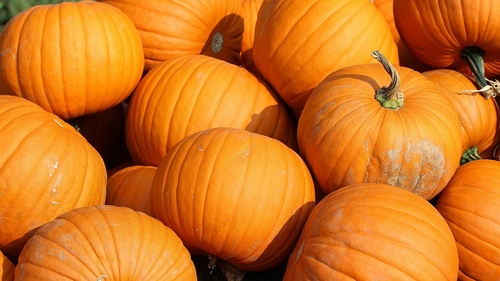 Prețuri de groază, înainte de Halloween! Cât costă un kilogram de dovleac la final de octombrie