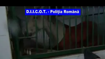 Nutu are pasiuni scumpe! Foarte scumpe! Spaima Bucurestiului are un armasar identic cu cel al seicului Al Habtoor din Emirate!