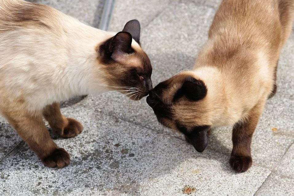 Ce vârstă are pisica ta în ani omenești. Calculul e foarte simplu! Vezi ce vedete preferă micuțele feline și cine a ales să își ia câine