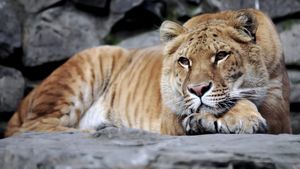 Copil de 5 ani, mușcat de un ligru la o grădină zoologică privată din Suceava. Micuțul a fost transportat de urgență la spital