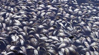 Mii de pesti morti, descoperiti in delta fluviului Mississippi