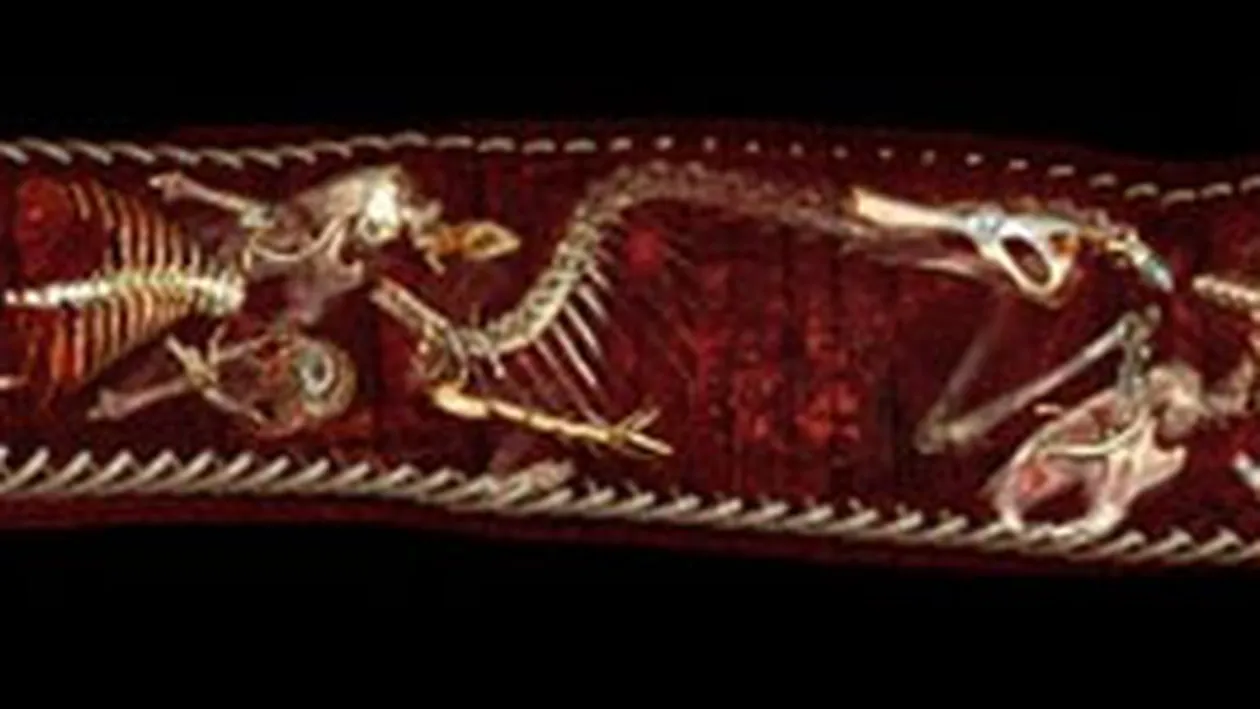 IMAGINI INEDITE! A fost radiografiat un soarece in stomacul unui sarpe