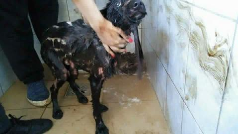FOTO! Un căţel a fost salvat de medicii veterinari, după ce a fost găsit într-o groapă cu smoală