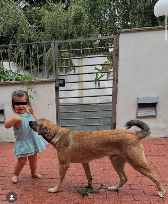 Rock, câinele lui Codin Maticiuc, este de negăsit de mai bine de 48 de ore/ sursă foto: instagram