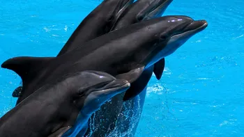 Delfinii își spun pe nume: descoperirea fascinantă despre modul în care comunică