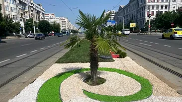 În centrul Craiovei au răsărit... palmierii. Cum au reacționat oltenii