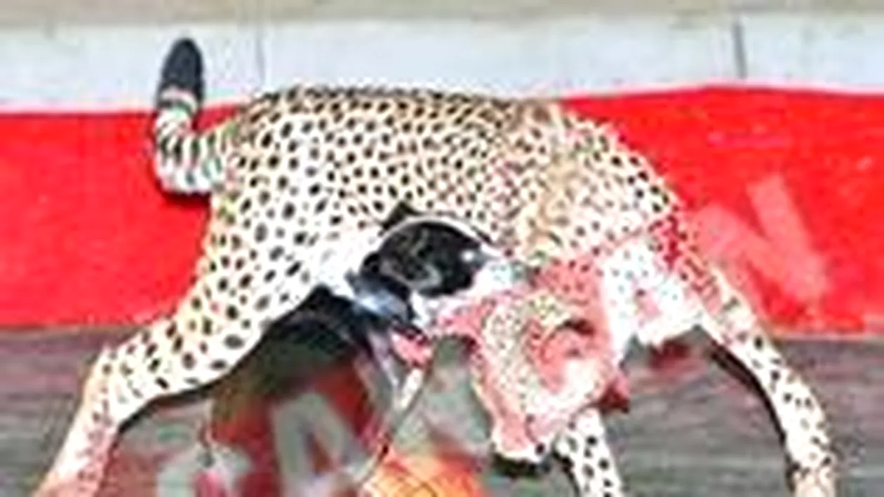 Prietenie la catarama intre un ghepard si un maidanez