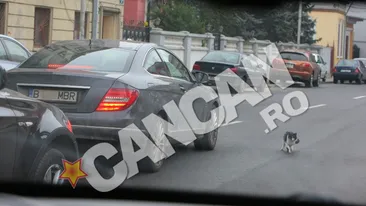 Soferita cu reflexe bune si suflet mare! Iulia Vantur a riscat un accident pentru a salva viata unei pisici! Vezi ce mata i-a dat de furca!
