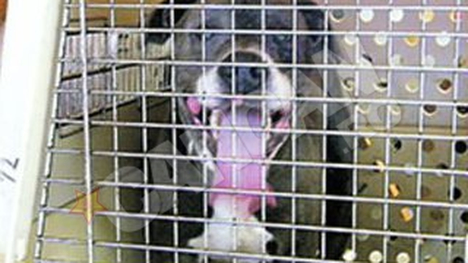Un pitbull a muscat patru copii din Brasov