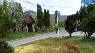 Vulpe care a furat o găină, filmată de poliția din Baia Mare. “Infracțiune flagrantă de furt calificat!” Ce altă regulă a mai “încălcat” animalul VIDEO