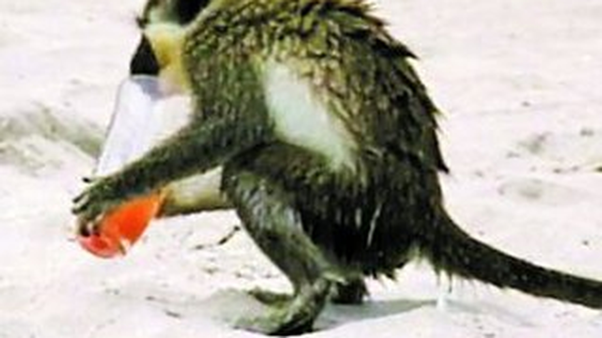 La panda dupa "pileala"
