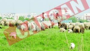 Miei sacrificati ilegal pe camp