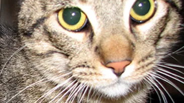 Dementa totala! Un tanar si-a omorat pisica in cuptorul cu microunde pentru ca a inceput sa-i vorbeasca!