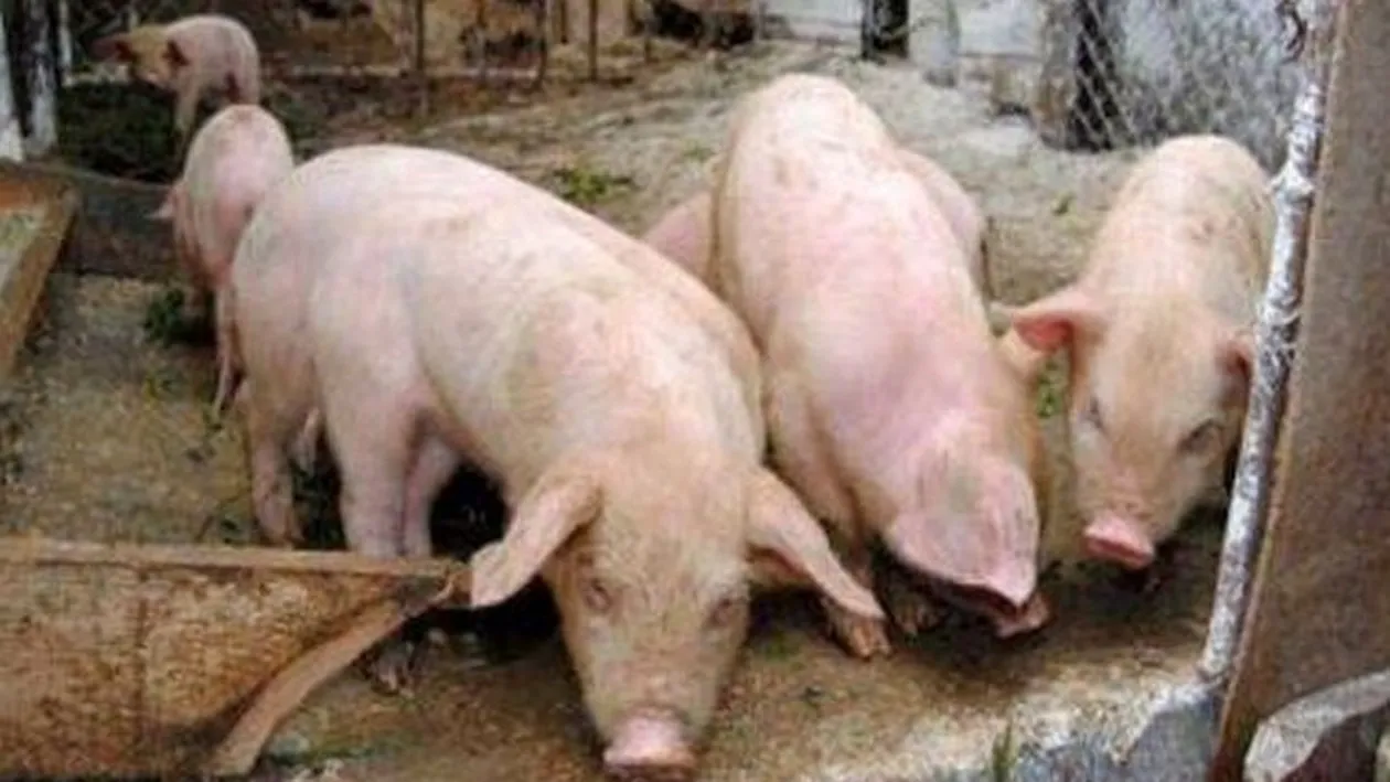 Numărul focarelor de pestă porcină a crescut de la 192 în urmă cu două săptămâni la 416
