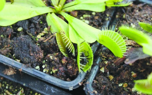 Colecţia de plante carnivore a lui Adrian este impresionantă