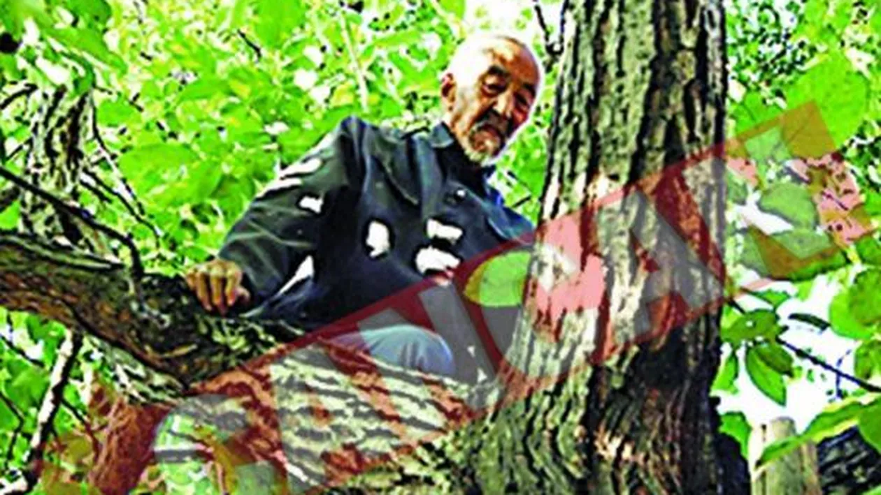 Se catara in copaci la 90 de ani