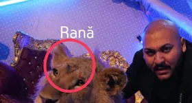 Galerie foto - poza 2