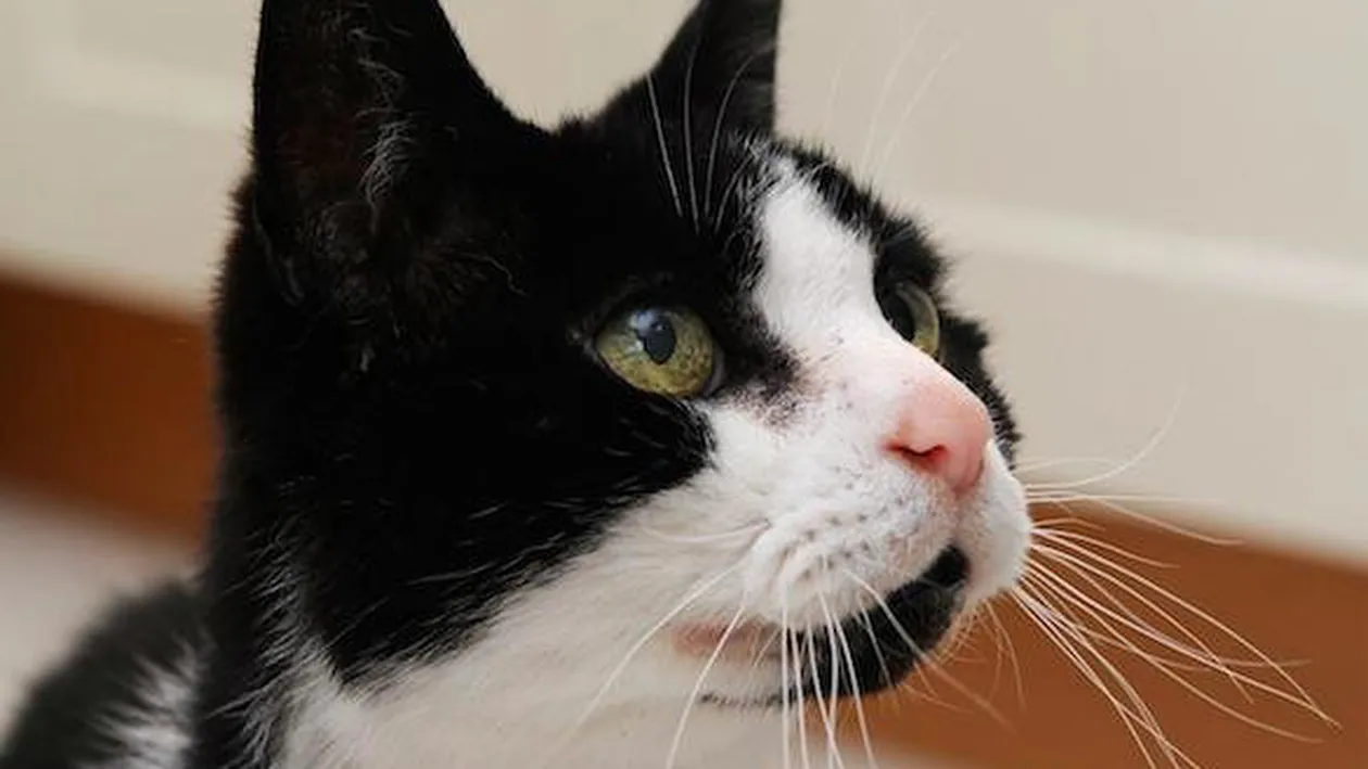 Pisica o atingea mereu pe umărul drept, dar nu a băgat-o în seamă! Peste câteva zile, femeia a avut un şoc. Ce văzuse animalul sub pielea ei